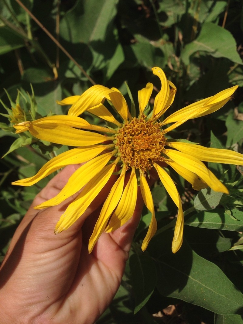 Hall's Mule-Ears photo 8