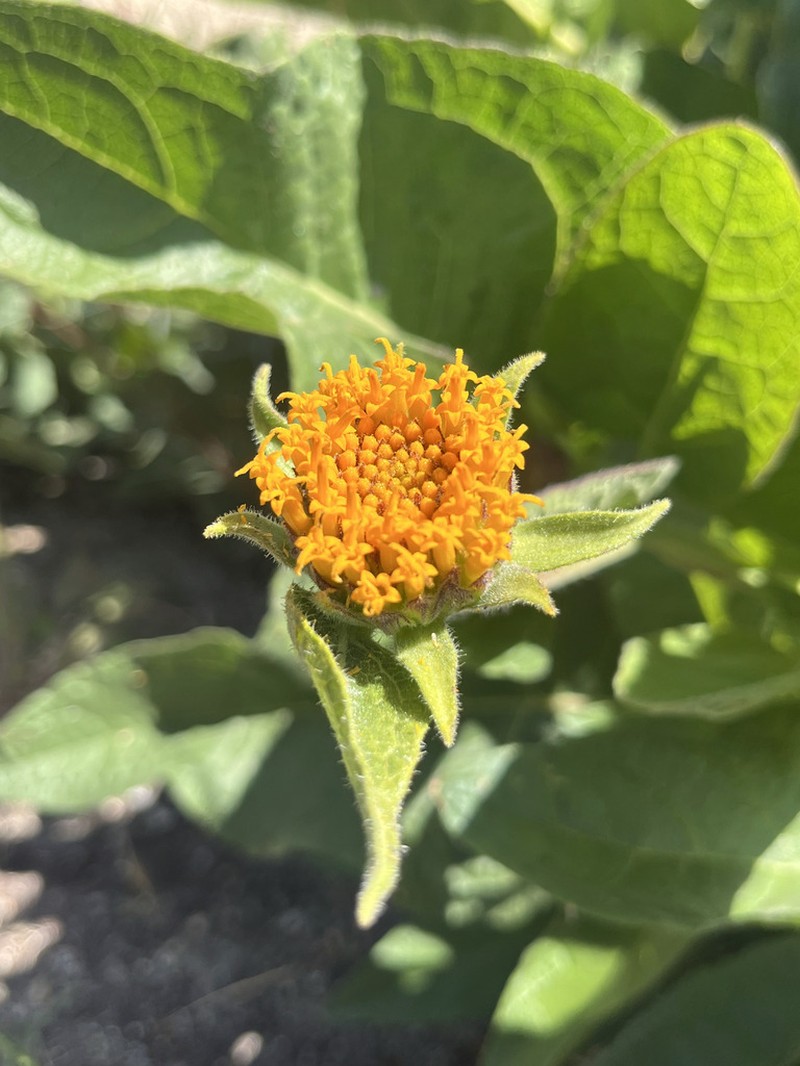 Coville's Mule-Ears photo 2