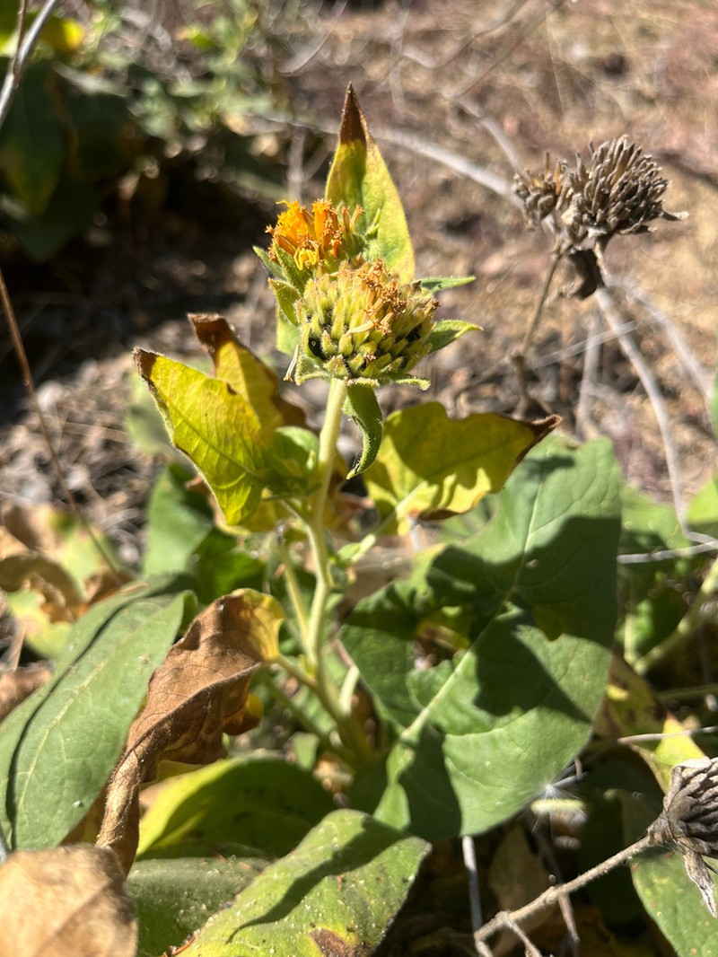 Coville's Mule-Ears photo 3