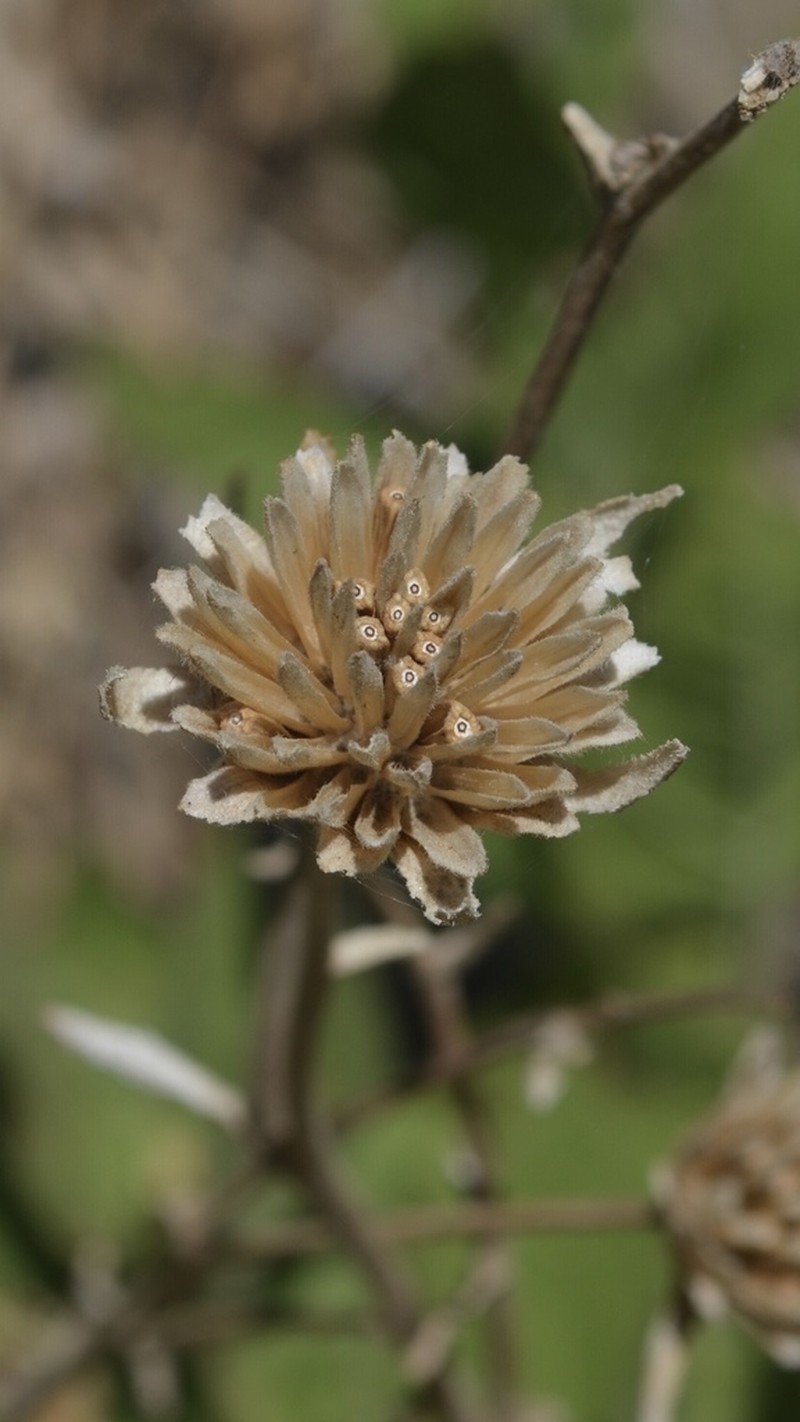 Coville's Mule-Ears photo 4