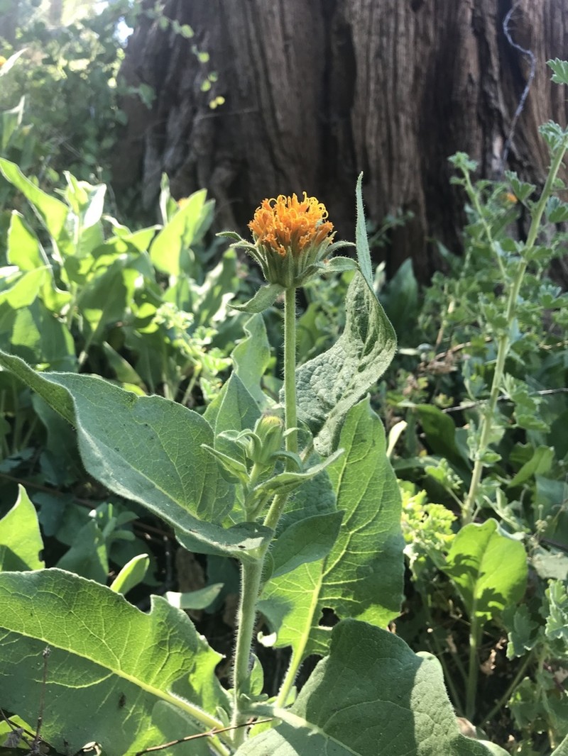 Coville's Mule-Ears photo 5