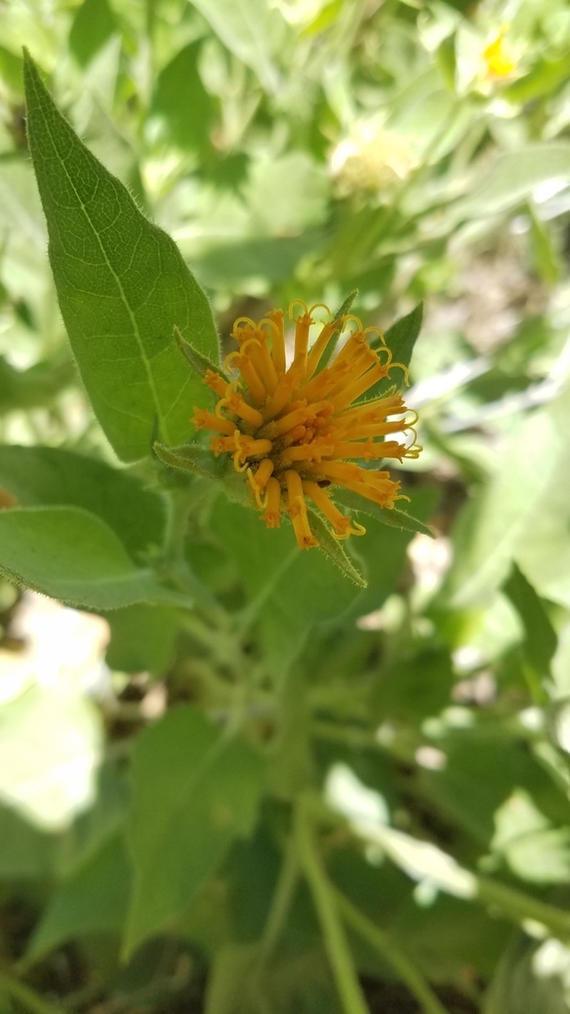 Coville's Mule-Ears photo 6