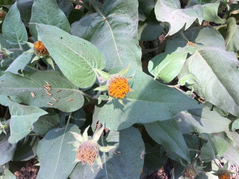 Coville's Mule-Ears photo 7