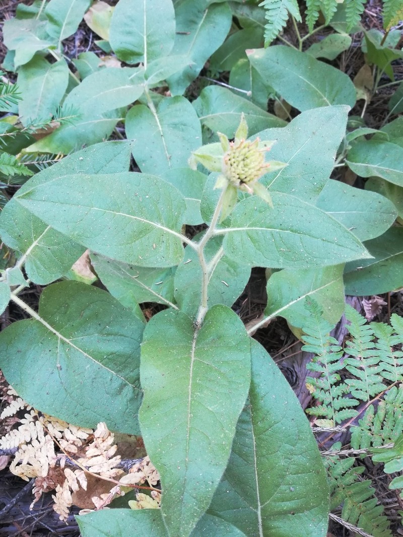 Coville's Mule-Ears photo 8