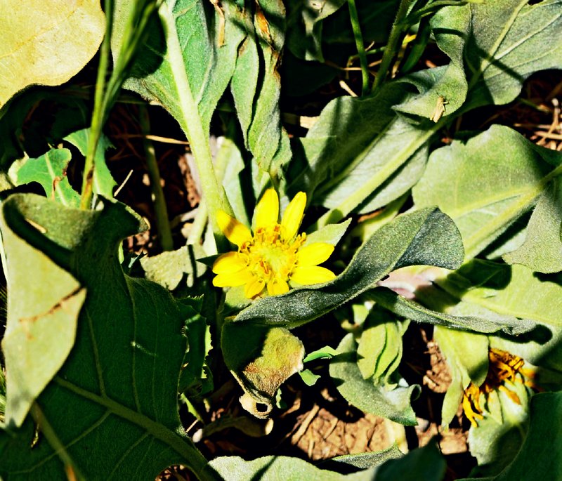Southern Mule-Ears