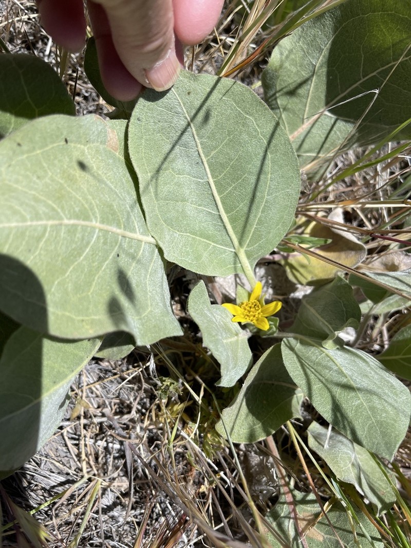 Southern Mule-Ears photo 2