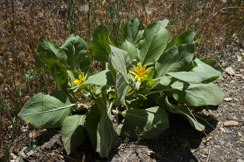 Southern Mule-Ears photo 3
