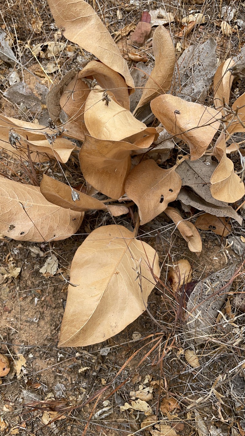 Southern Mule-Ears photo 4