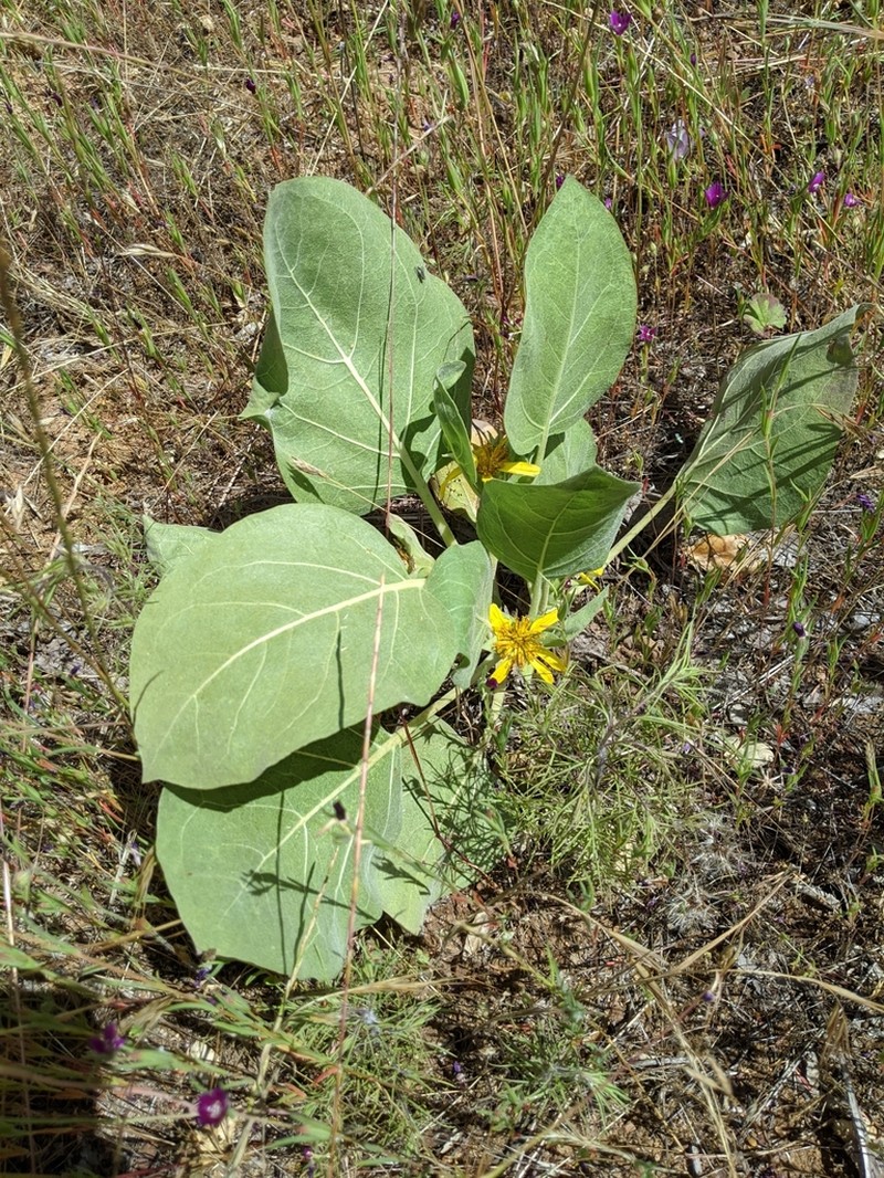 Southern Mule-Ears photo 5