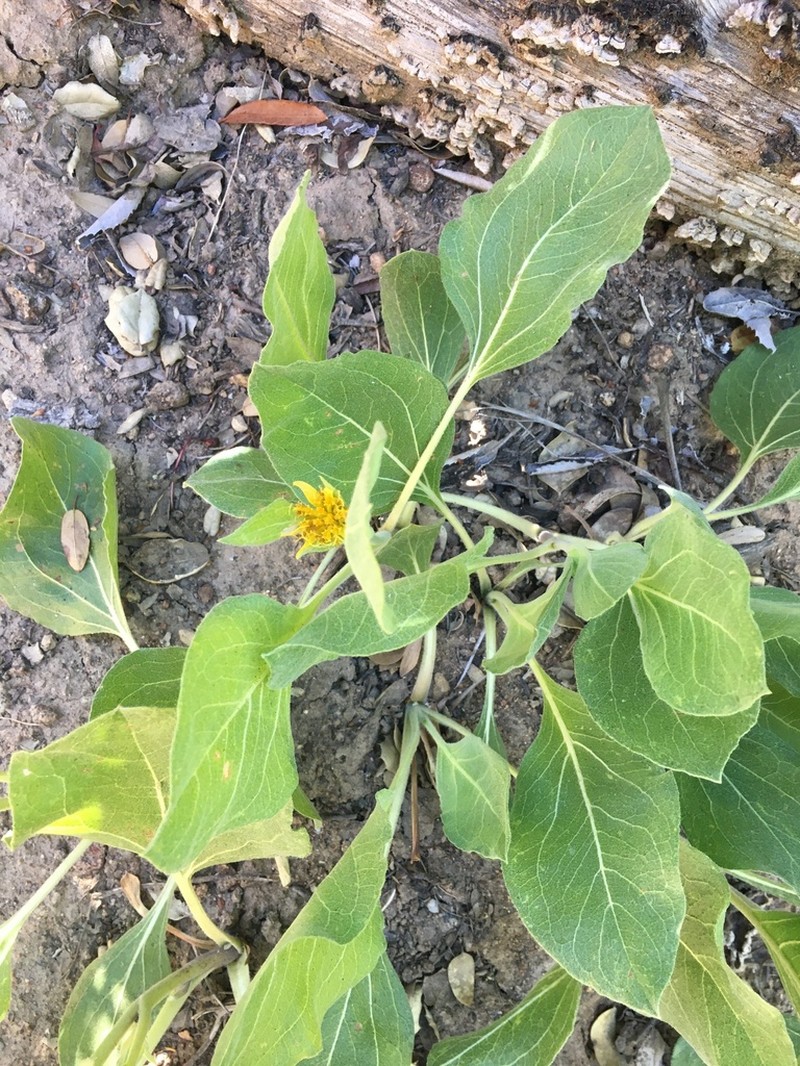 Southern Mule-Ears photo 6