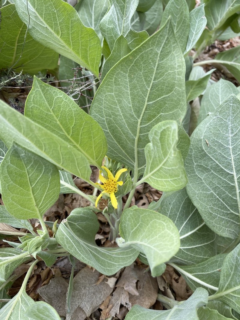 Southern Mule-Ears photo 7