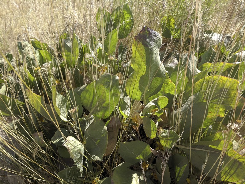 Southern Mule-Ears photo 8
