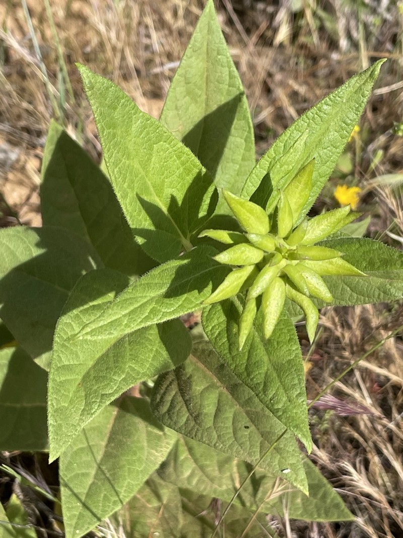 El Dorado Mule-Ears photo 2