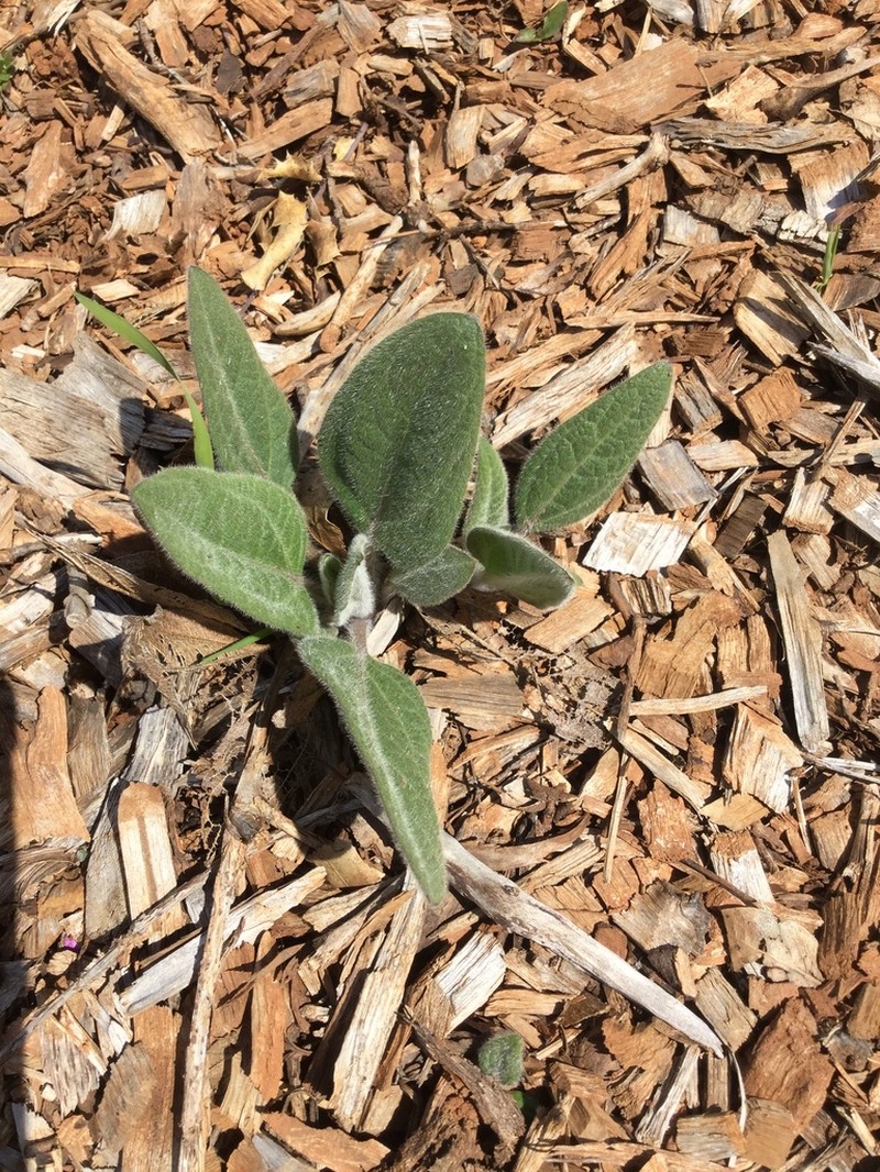 El Dorado Mule-Ears photo 3