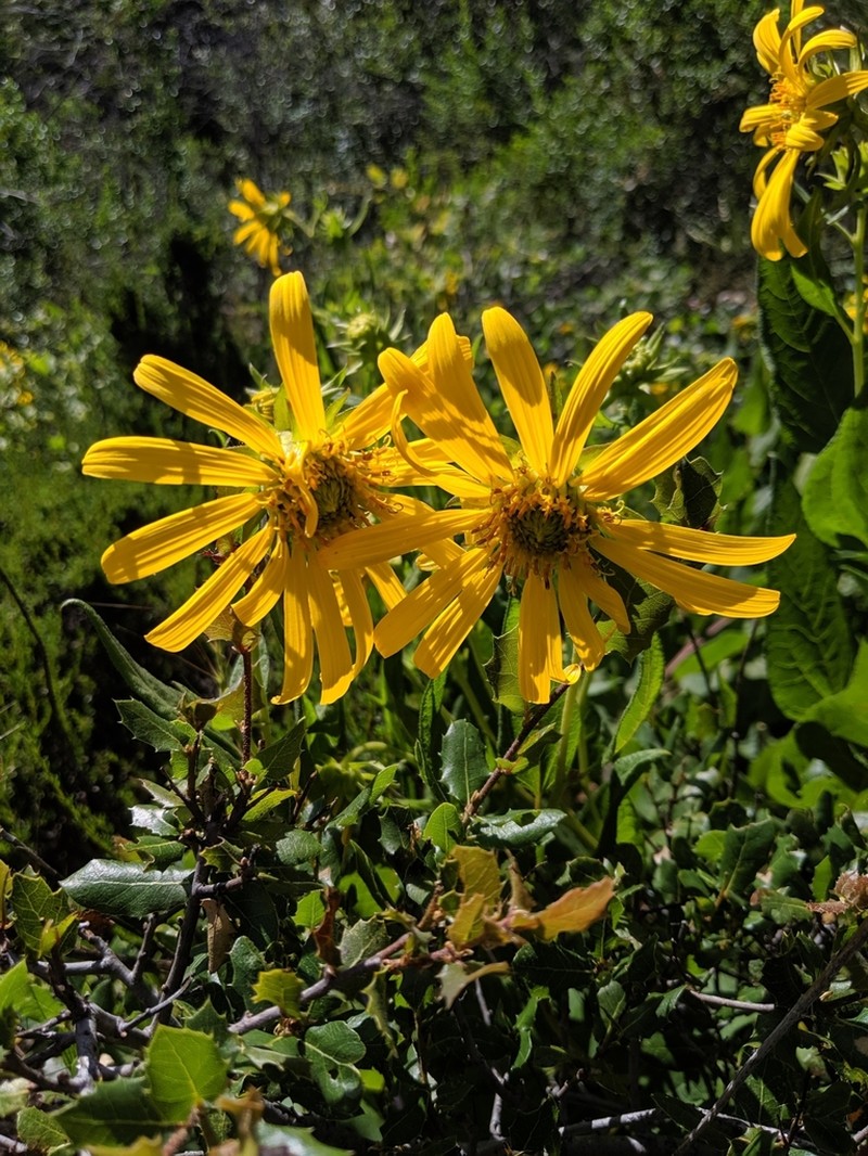 El Dorado Mule-Ears photo 4