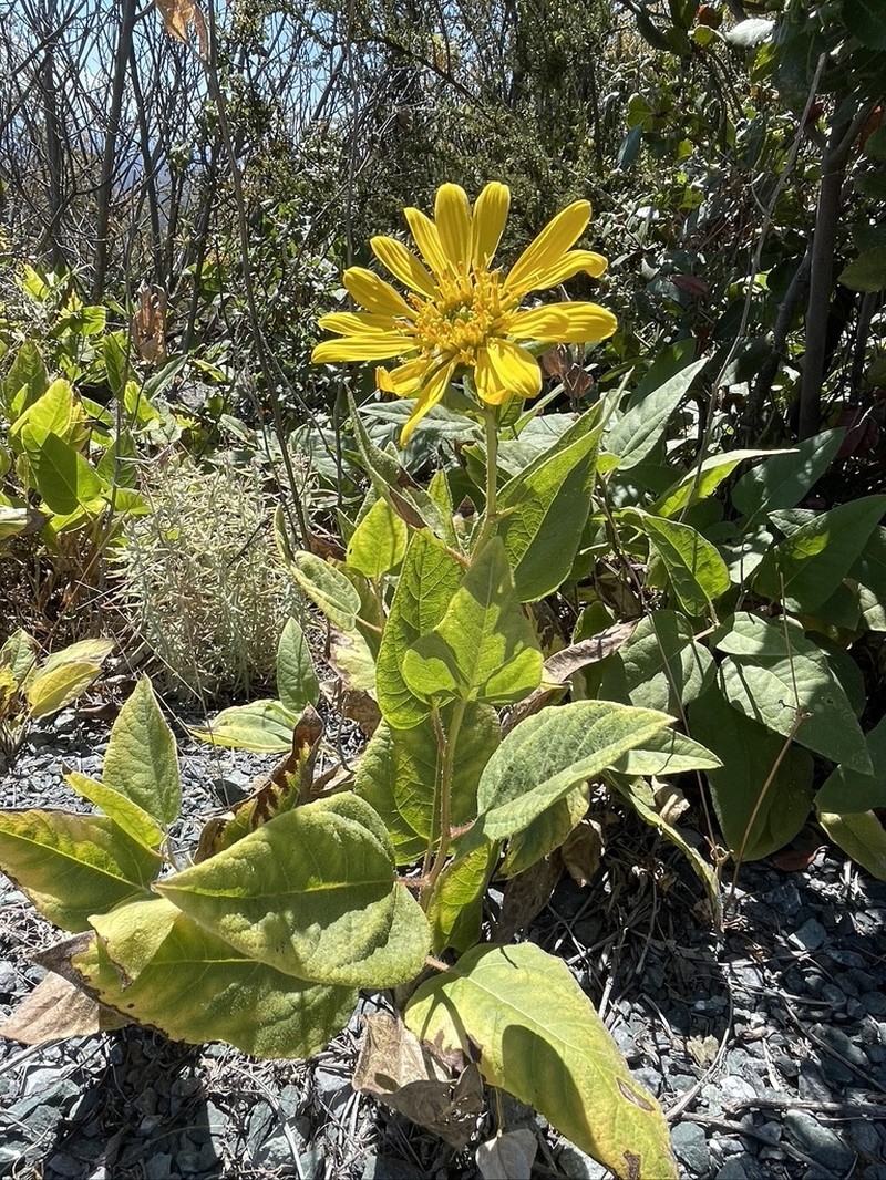 El Dorado Mule-Ears photo 5