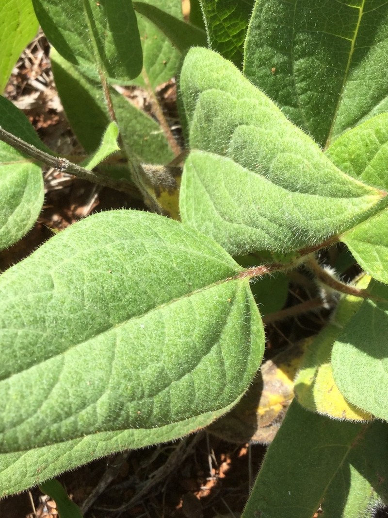 El Dorado Mule-Ears photo 6