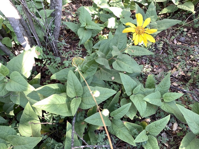El Dorado Mule-Ears photo 7