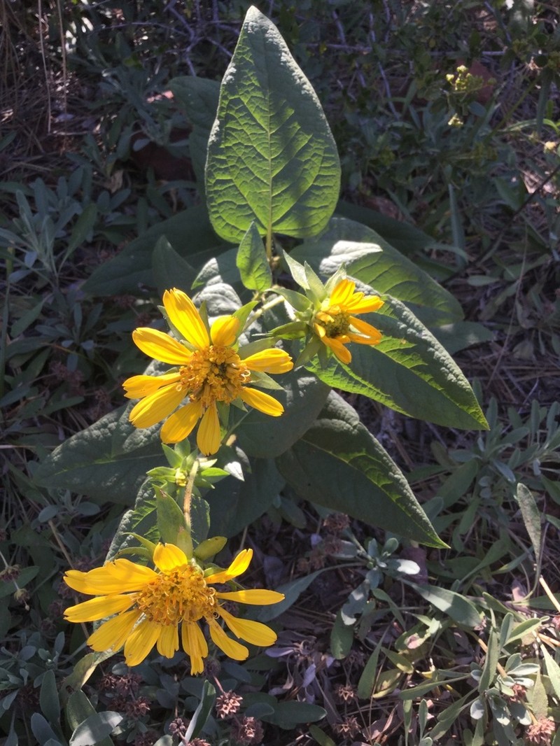 El Dorado Mule-Ears photo 8