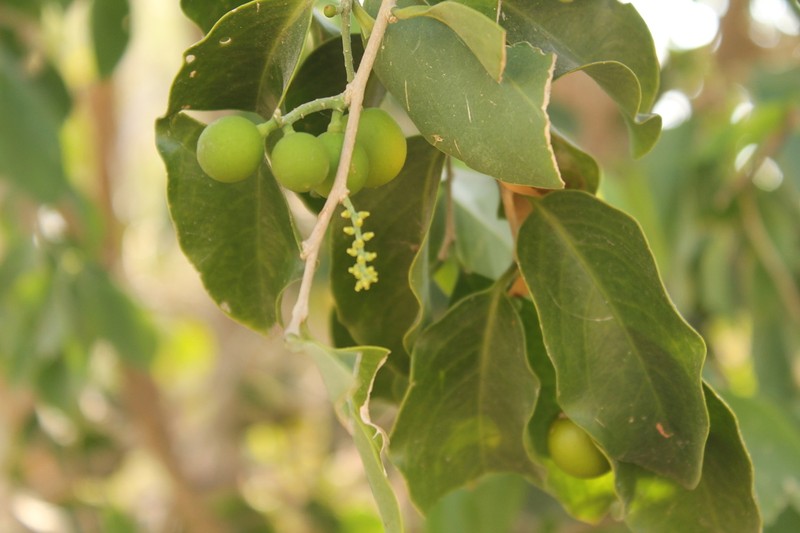 Agonandra brasiliensis photo 2