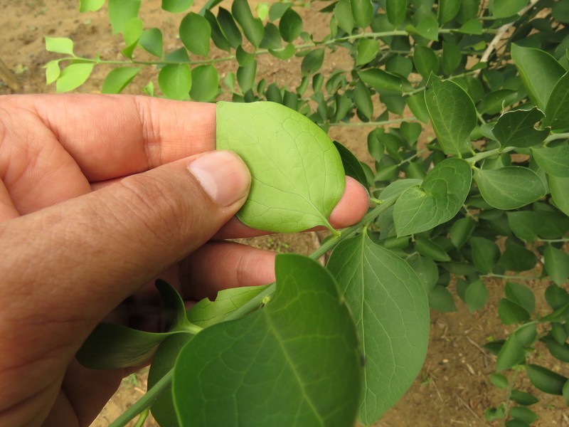 Agonandra brasiliensis photo 3