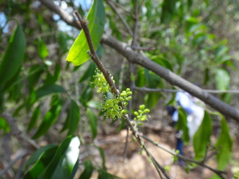 Agonandra brasiliensis photo 5