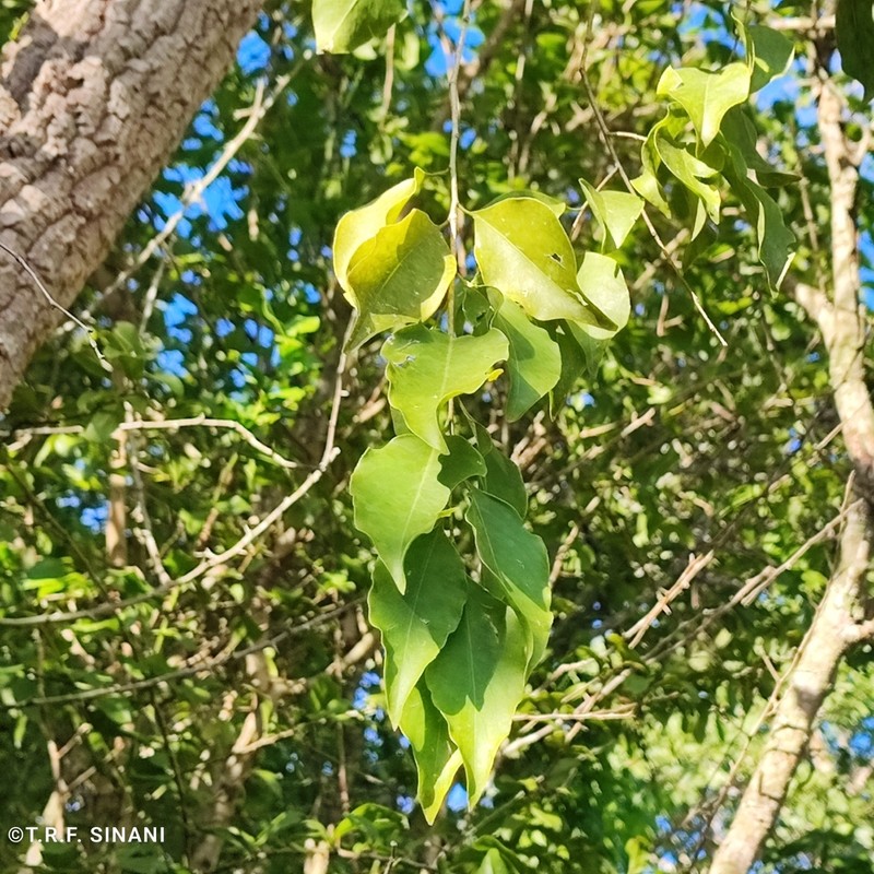 Agonandra brasiliensis photo 6