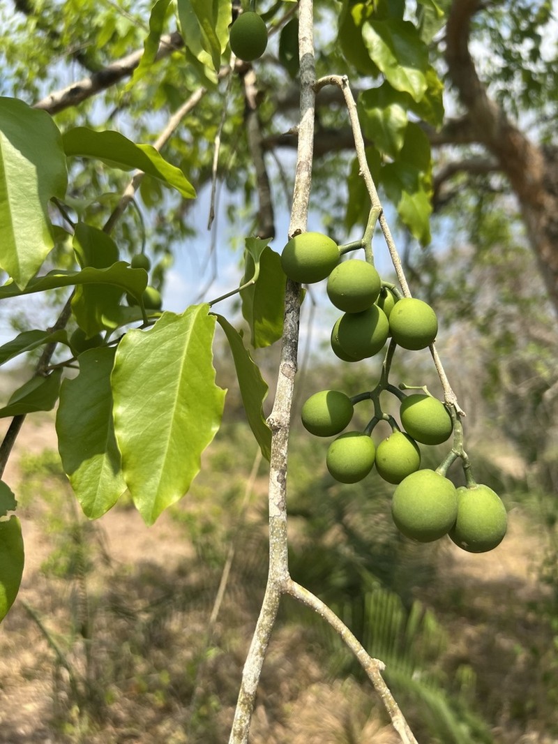 Agonandra brasiliensis photo 8