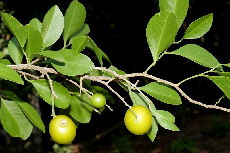 Agonandra excelsa
