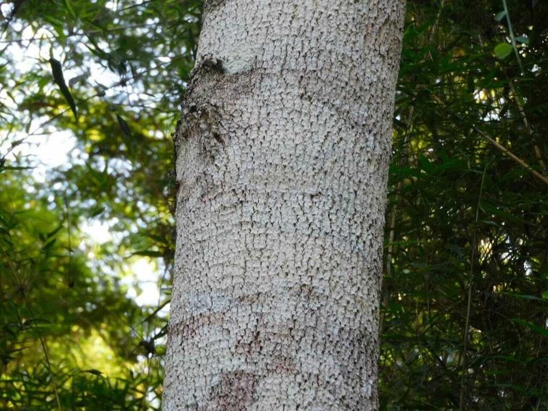 Agonandra excelsa photo 2