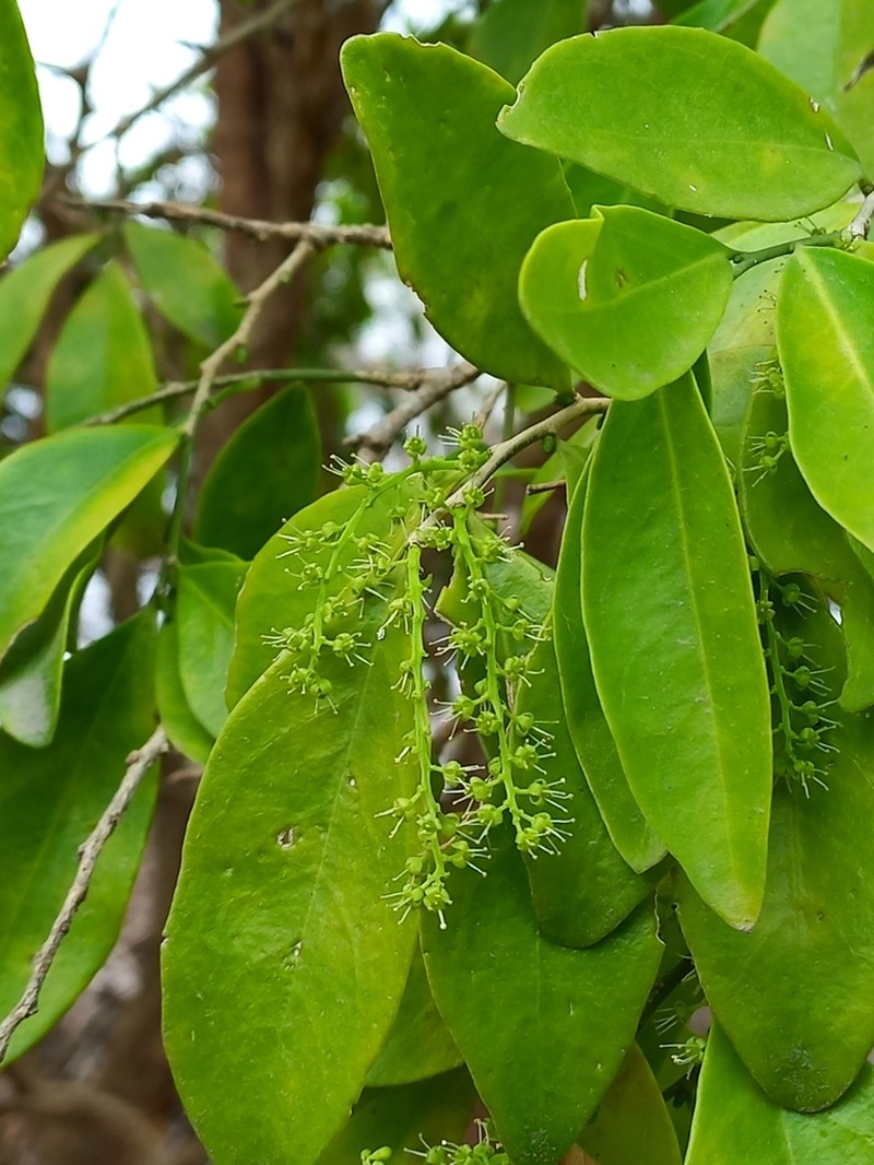 Agonandra excelsa photo 3