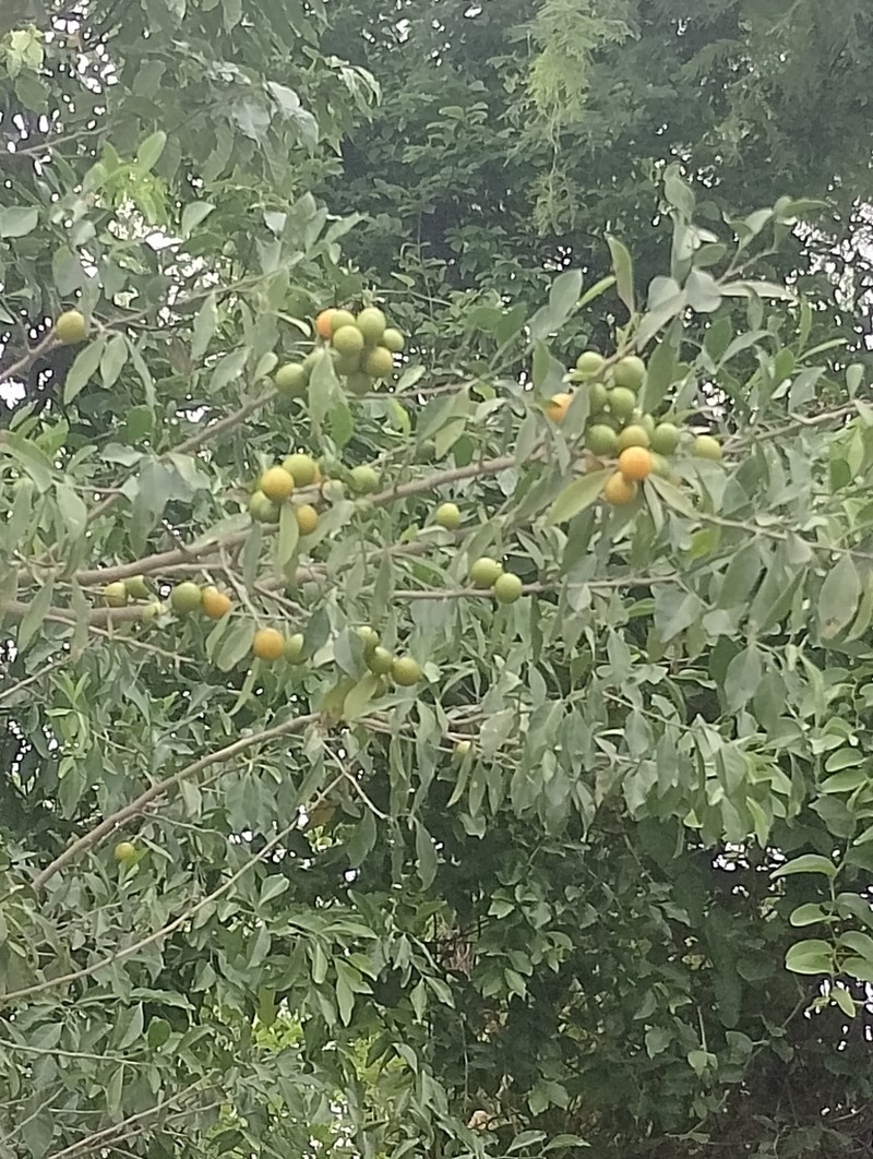 Agonandra excelsa photo 4