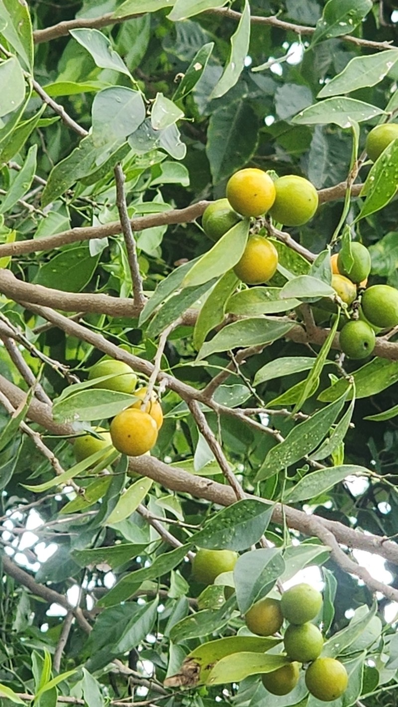 Agonandra excelsa photo 5