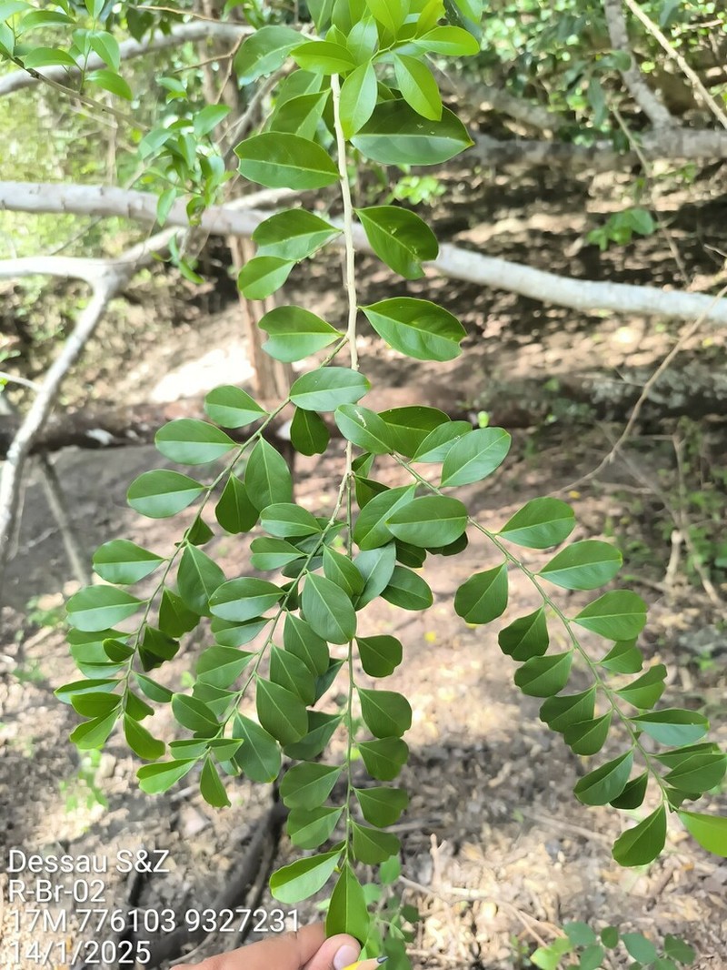Agonandra excelsa photo 6