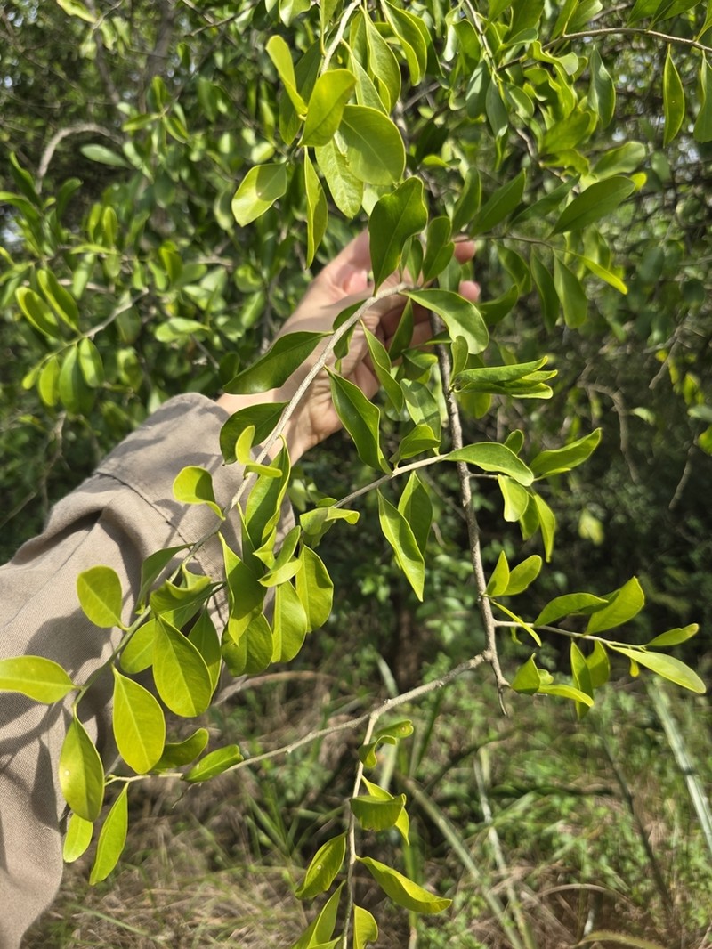 Agonandra excelsa photo 7