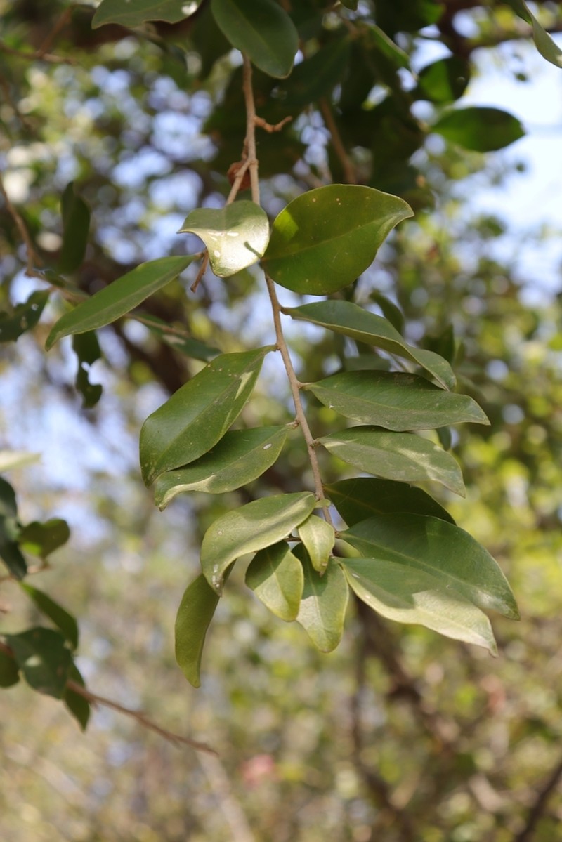 Agonandra excelsa photo 8