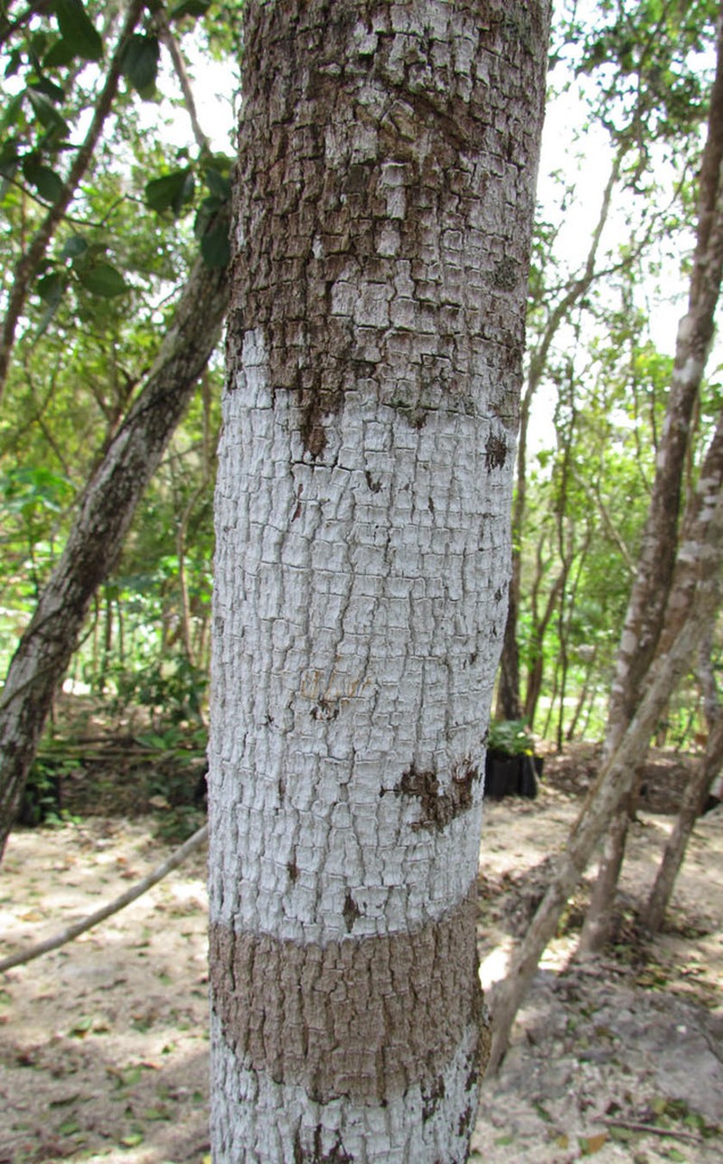 Agonandra obtusifolia photo 2