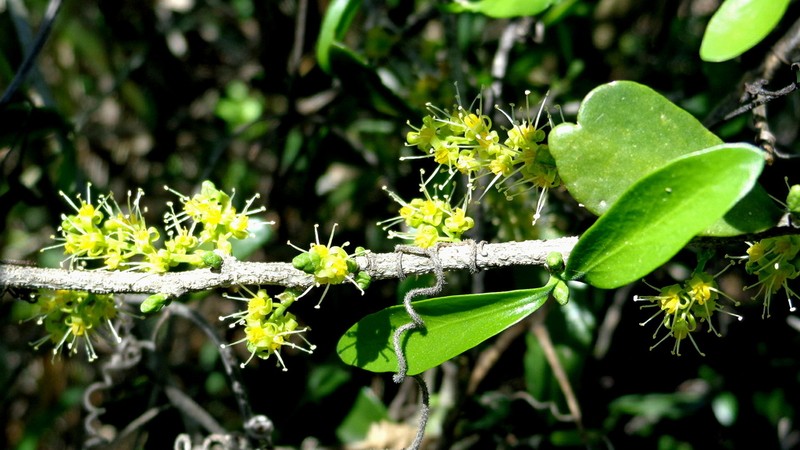 Agonandra obtusifolia photo 3