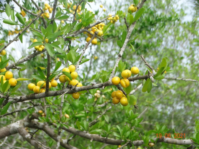 Agonandra obtusifolia photo 4