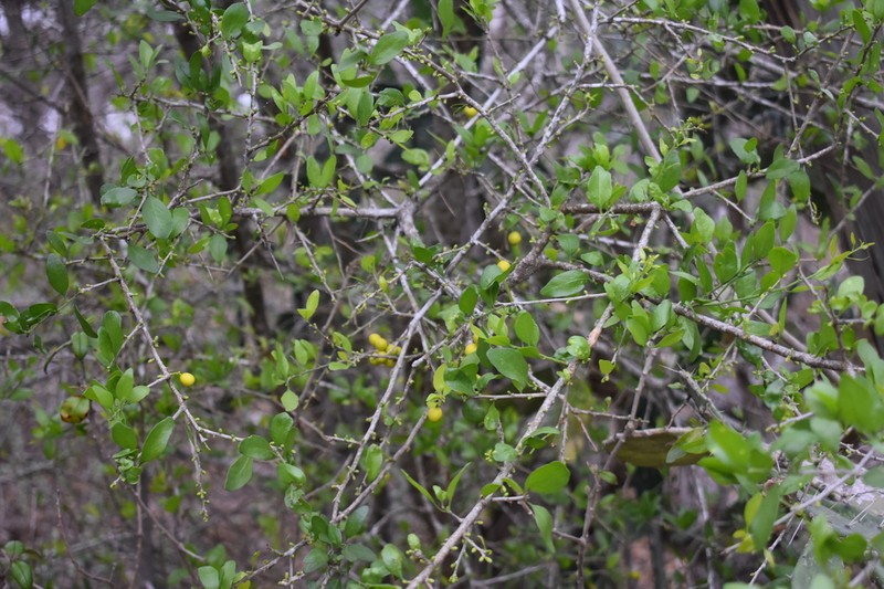 Agonandra obtusifolia photo 5