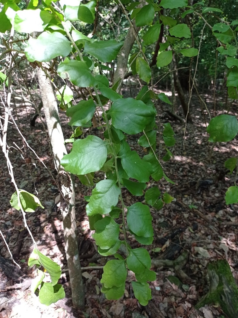 Agonandra ovatifolia photo 2