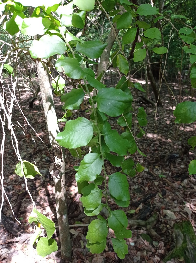 Agonandra ovatifolia photo 3