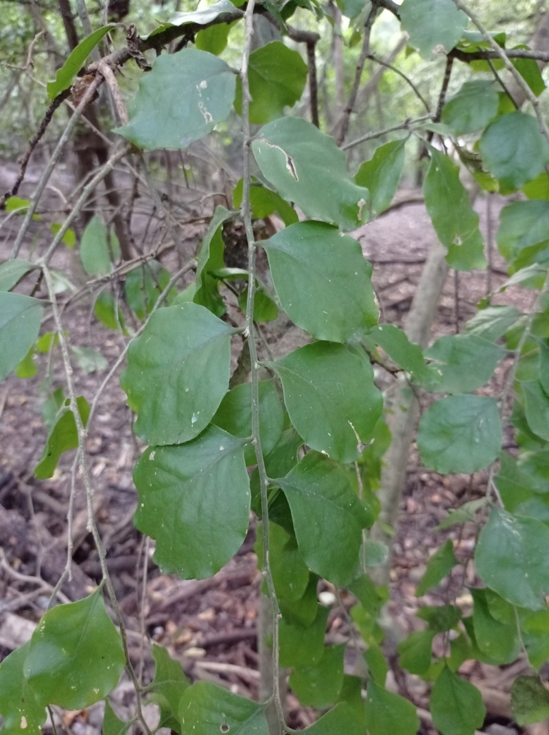 Agonandra ovatifolia photo 4