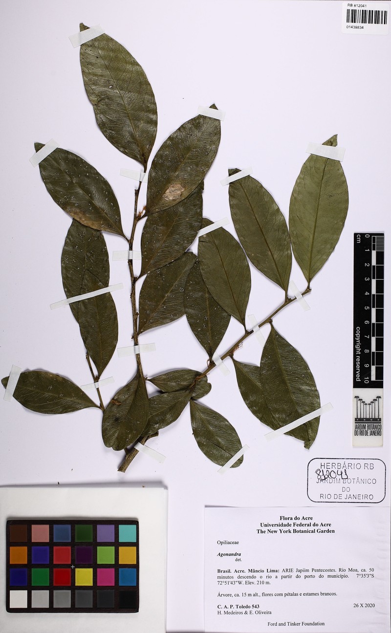 Agonandra peruviana