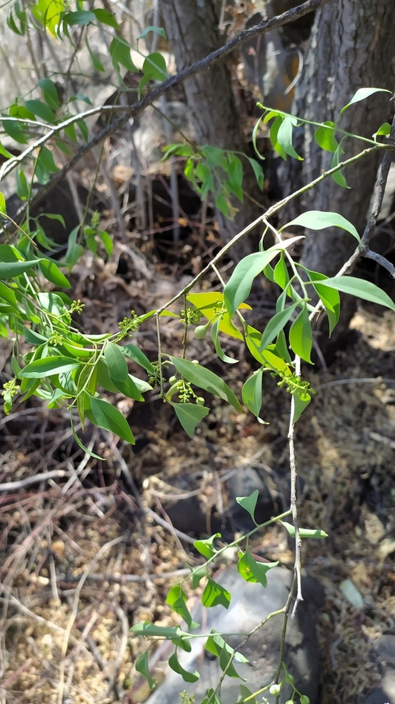 Agonandra racemosa
