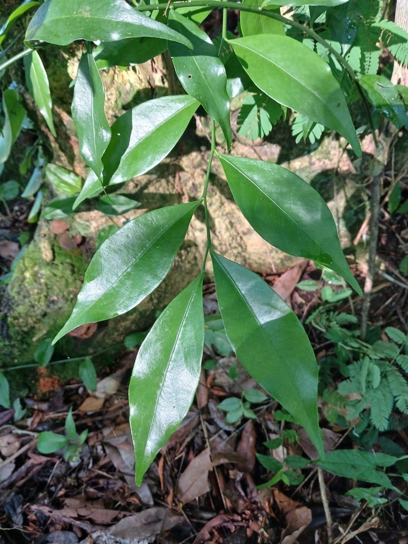 Agonandra racemosa photo 2