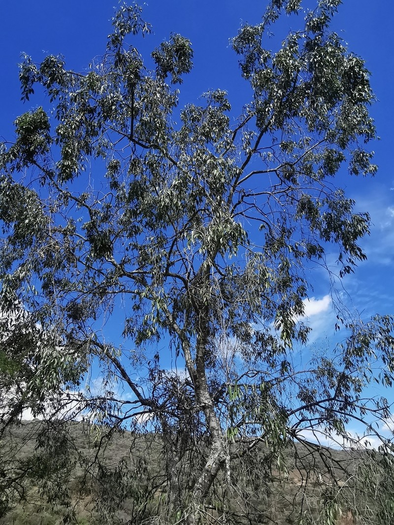 Agonandra racemosa photo 3