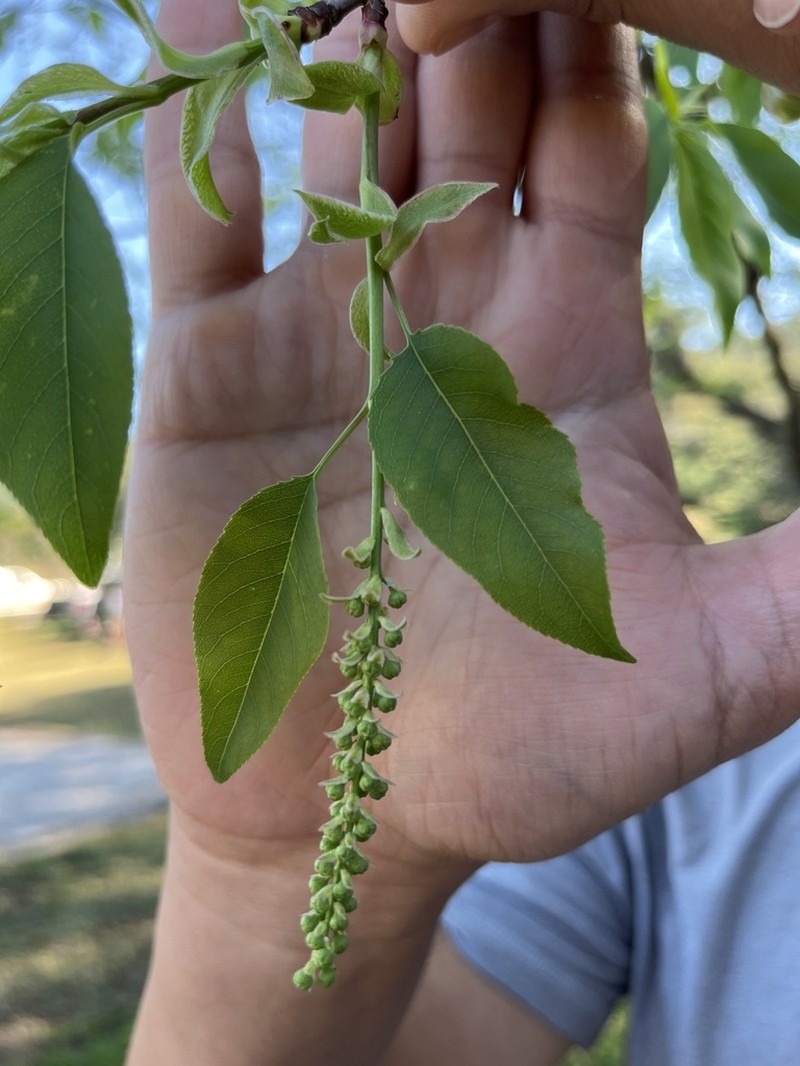 Agonandra racemosa photo 5