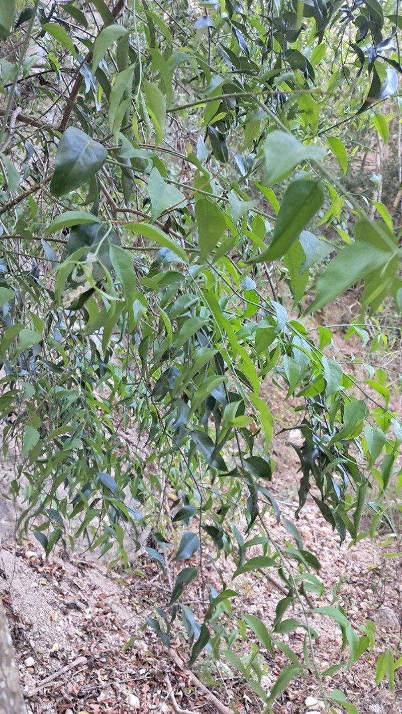 Agonandra racemosa photo 6