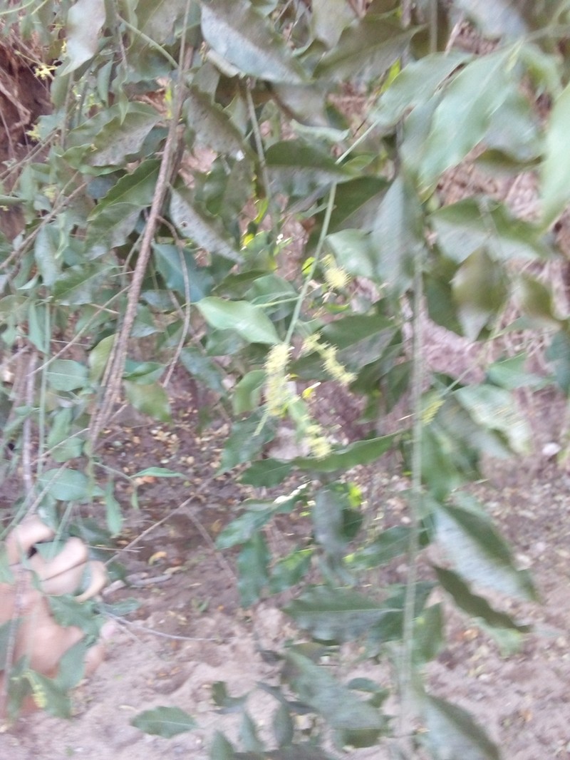 Agonandra racemosa photo 7